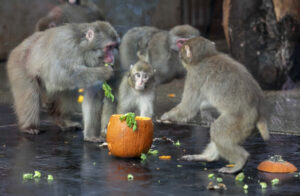 Screenshot 2021-10-31 at 11.39.29