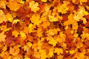 autumn-gc205e34ef_640