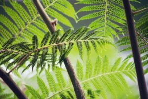 fern-g883d8450b_640