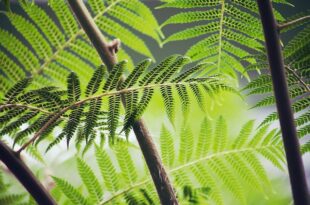 fern g883d8450b 640