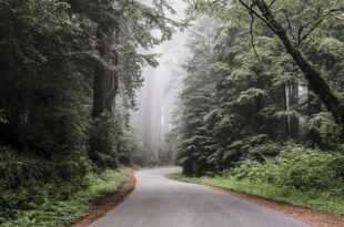 redwood national park gae3521fb9 640