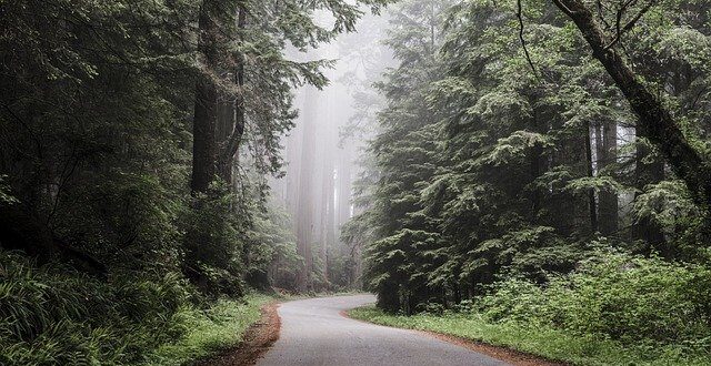 redwood national park gae3521fb9 640