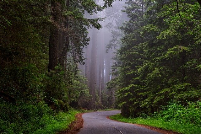 trees-gc1e036594_640