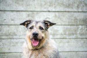 9-aastane Donna Pärnu varjupaigast