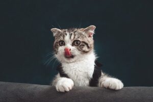 cat-g04c6b07a7_640