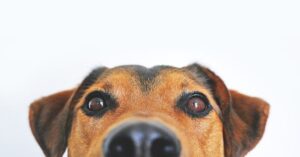 dog-g282b12566_640