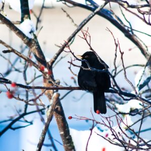 Hobifotograaf Silver