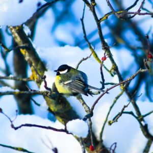 Hobifotograaf Silver