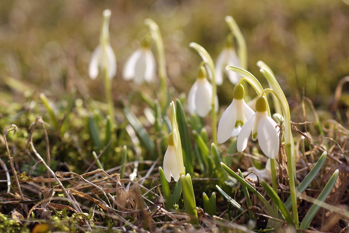 Galanthus nivalis Harilik lumikelluke estonia