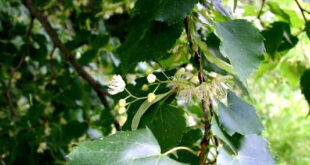 Tilia cordata2