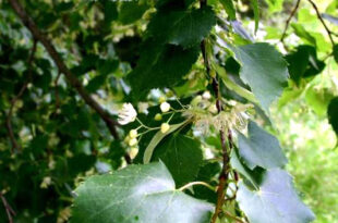 Tilia cordata2