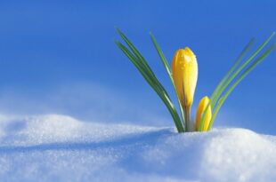 crocus flower drops snow spring awakening 20861 1920x1080 1030x579 1