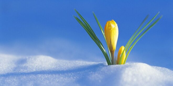 crocus flower drops snow spring awakening 20861 1920x1080 1030x579 1