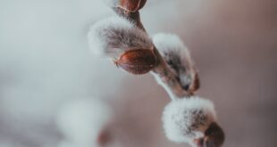 daniil silantev 0tzWjsUUot8 unsplash