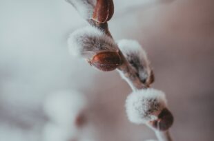 daniil silantev 0tzWjsUUot8 unsplash