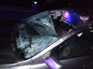 Altnurga õnnetus põdraga