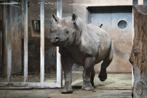 teravmokk-ninasarvik-Kibeta_foto-Inari-Leiman