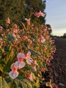 298753854_391077139798425_7555433476268943144_n