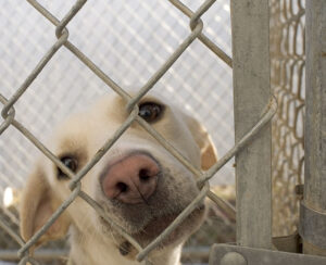 800px-Dog_in_animal_shelter_in_Washington,_Iowa