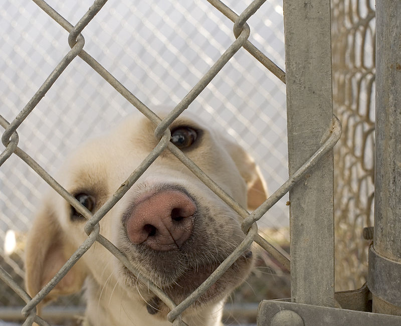 800px Dog in animal shelter in Washington Iowa