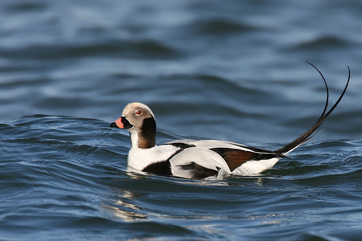 Long tailed duck
