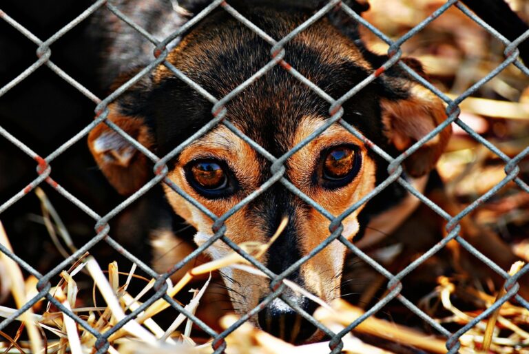 animal-welfare-gf78a38a3f_1920