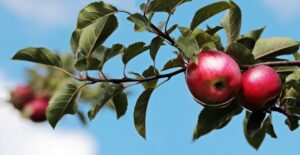 apples-2788651_1920
