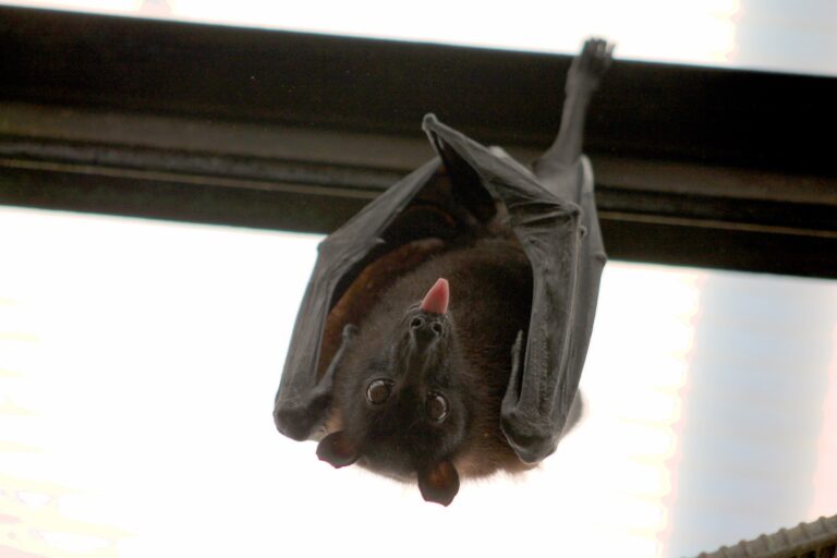 bat-g30f4bad57_1920