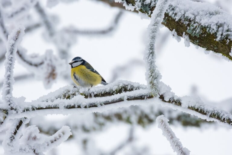 bird-g2c8dbd859_1920