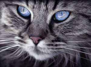 cat-3912485_1920