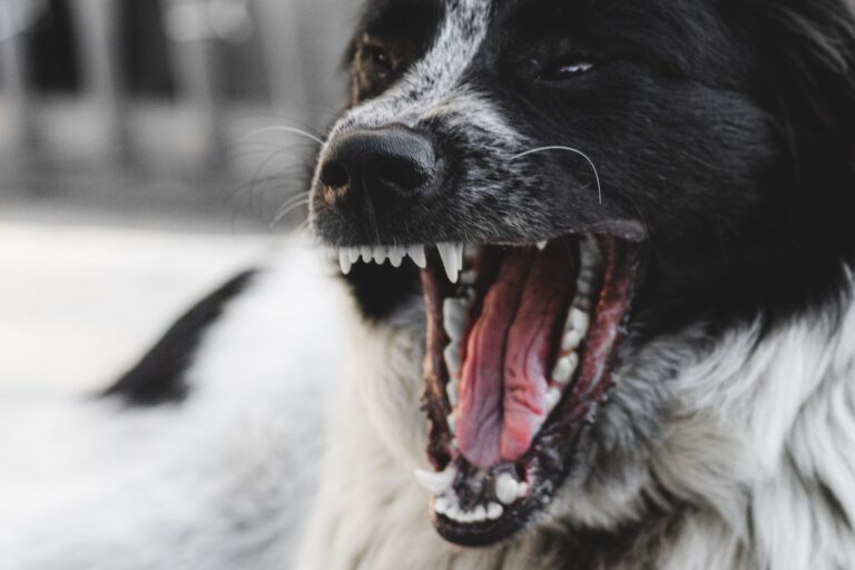 dog-gbe1bbdf46_1920