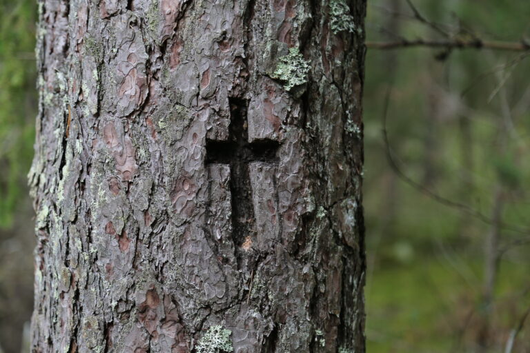 Ristipuu-Sarupalu-ristimetsas_allikas_Muinsuskaitseamet