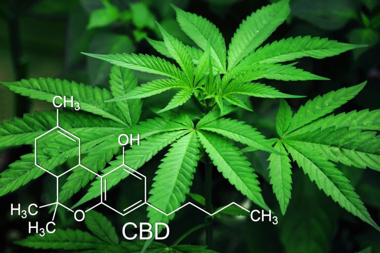 marijuana-3678222_1920