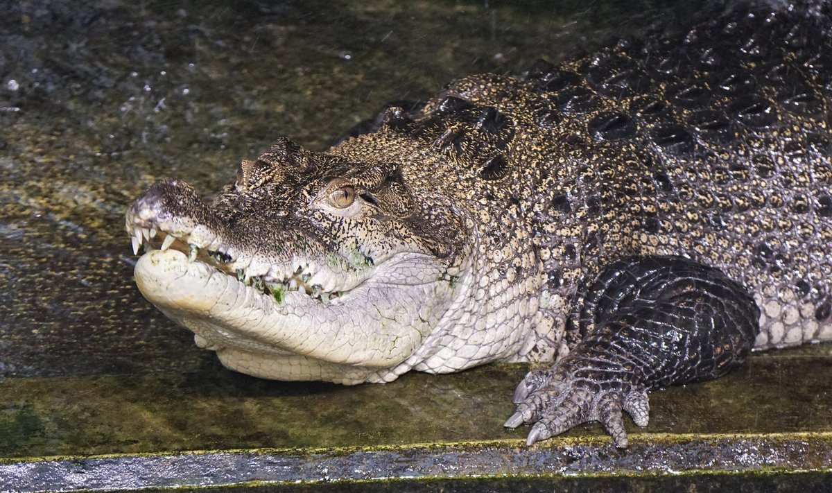 Krokodill LonniFOTO: INARI LEIMAN | TALLINNA LOOMAAED