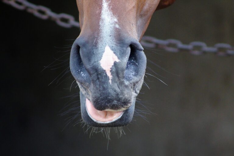 horse-4894925_1920