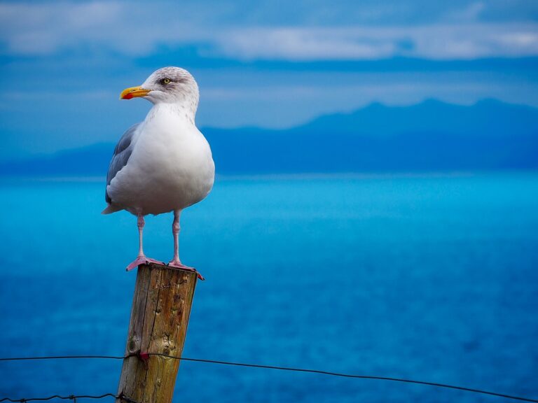 seagull-1900657_1920