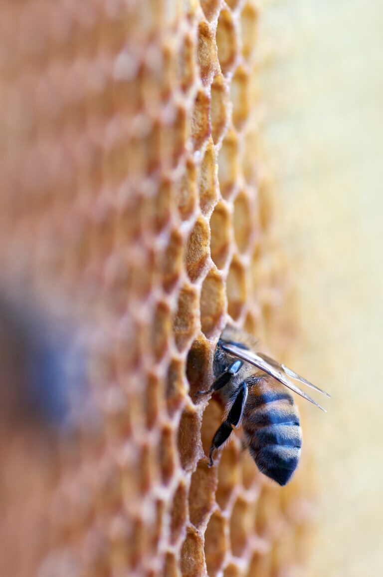 wolfgang-hasselmann-FpmSLjo408E-unsplash