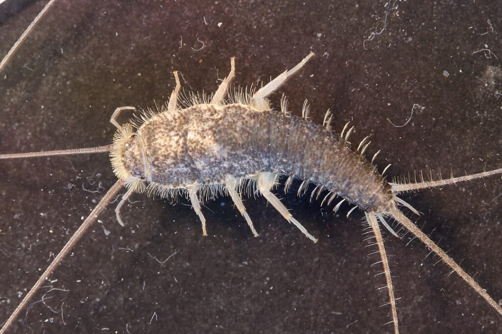 1080px Gray silverfish Ctenolepisma longicaudata