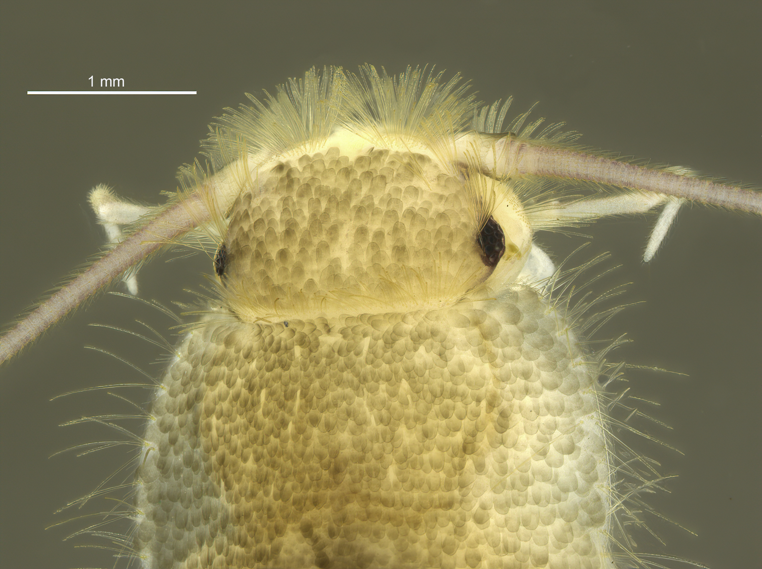 Ctenolepisma longicaudatum head