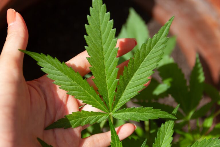 cannabis-g689999c2a_1920