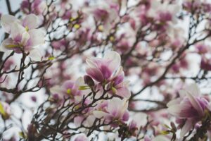 maria-JYKQIoSm-GM-unsplash
