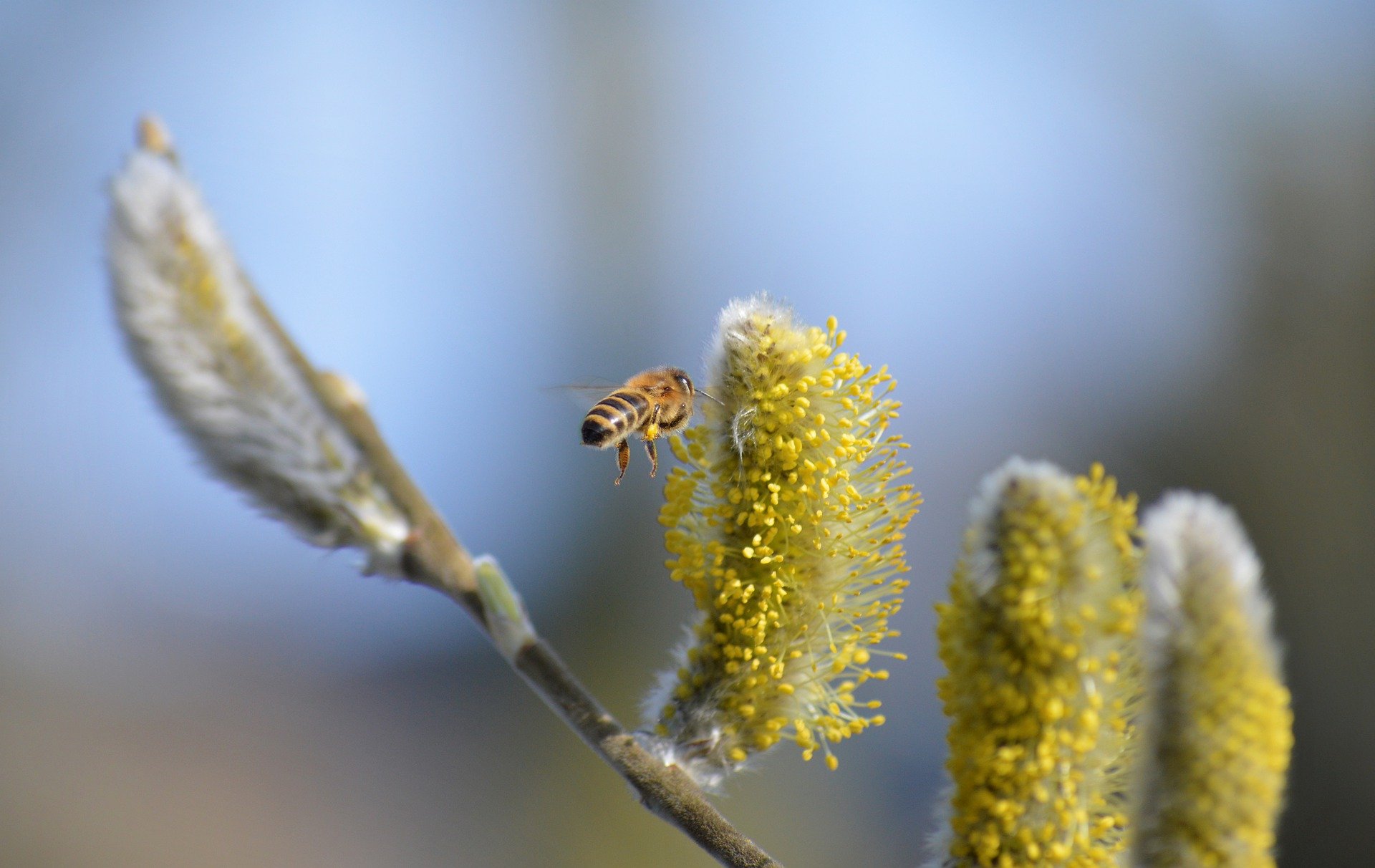 willow catkin g43ec54b71 1920