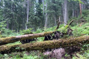 Metsaelupaik Lahemaa rahvuspargis foto autor Riina Kotter