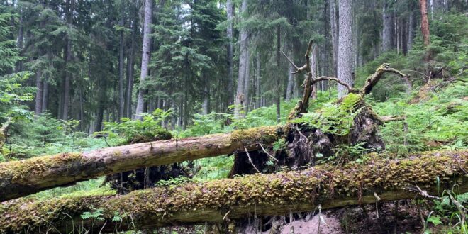 Metsaelupaik Lahemaa rahvuspargis foto autor Riina Kotter