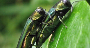 Agrilus planipennis