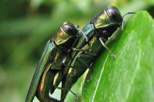 Agrilus planipennis