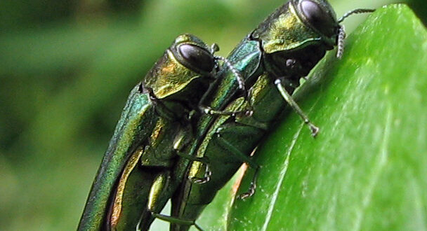 Agrilus planipennis