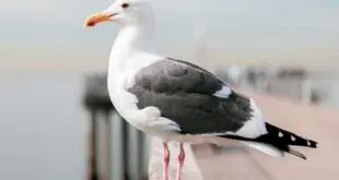 black backed gull with blurred background