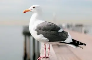 black backed gull with blurred background