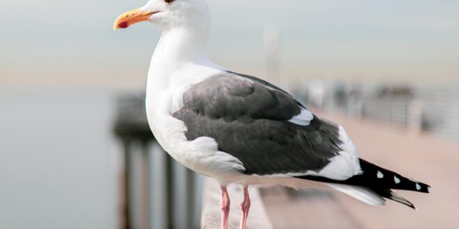 black backed gull with blurred background